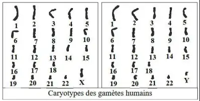 Transfert de l’information génétique au cours de la reproduction sexuée